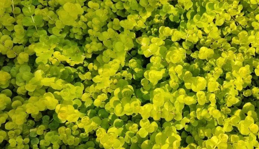 未來5年，農(nóng)業(yè)產(chǎn)業(yè)8大投資重點在哪里？